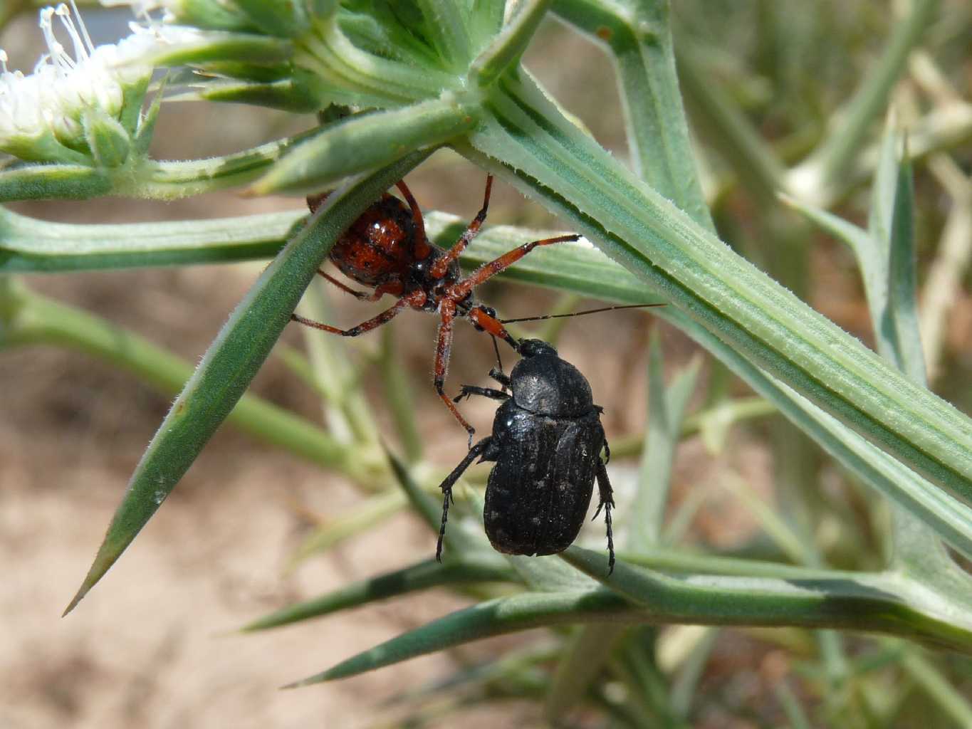 Rhynocoris erythropus in accoppiamento